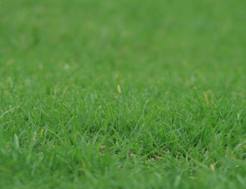 Lawn Aeration: The Tools and Tips You Need